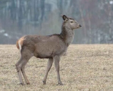 Viltnemnda