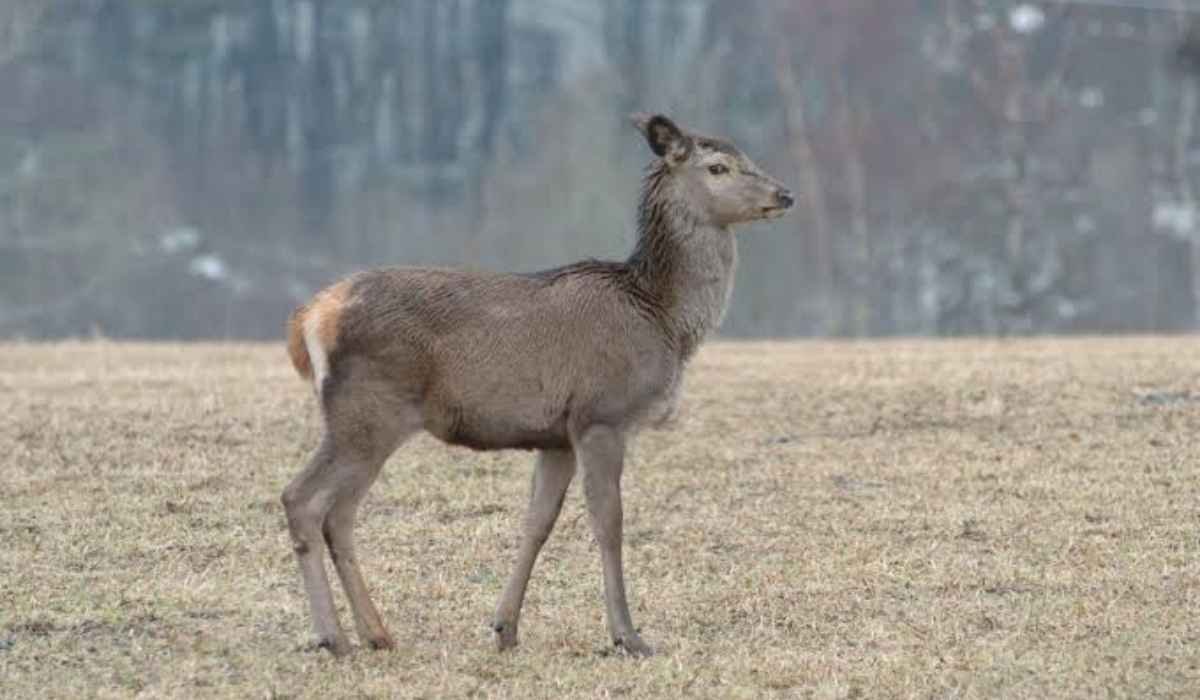 Viltnemnda